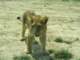 africanlionsafari_small.jpg